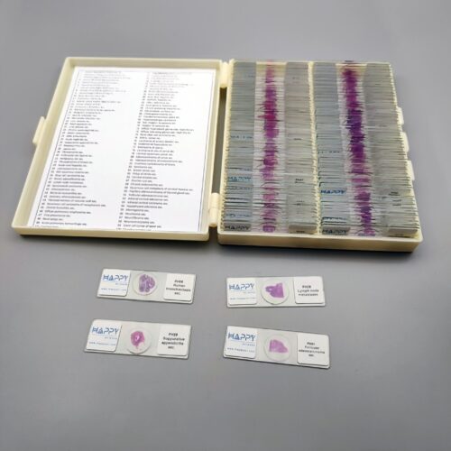 100pcs Human pathology teaching slides prepared microscope slides manufacturer