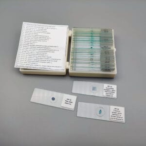 Phanerogamae prepared microscope slides