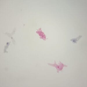 wholesale amoeba proteus prepared slides