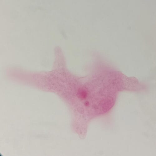 wholesale amoeba proteus prepared slides - Image 3