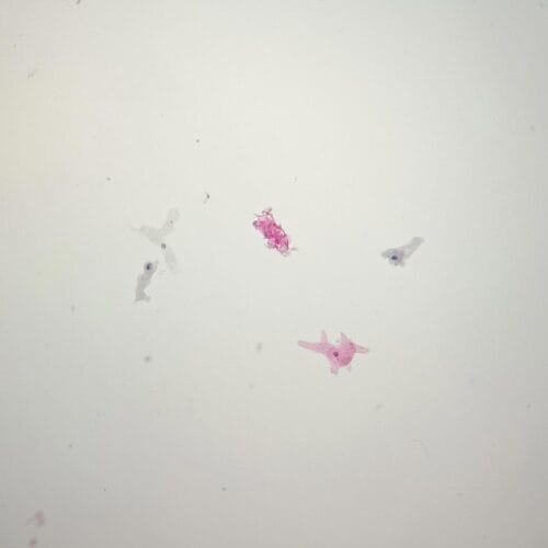 wholesale amoeba proteus prepared slides - Image 2