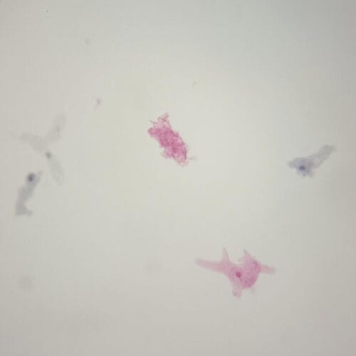 wholesale amoeba proteus prepared slides