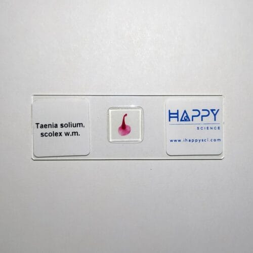 Taenia Solium scolex w.m. prepared microscope slides - Image 3