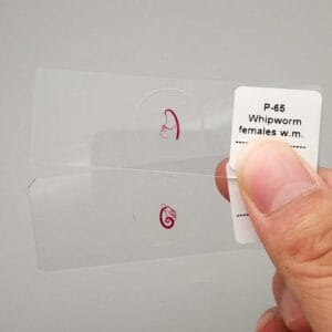 prepared microscope slides Trichuris trichiura