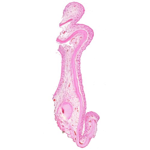 Human Elastic cartilage section, or say yellow cartilage prepared slides, 7 µm sec., H.E. Stain, wholesale