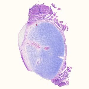 Human hyaline cartilage prepared human histology slides