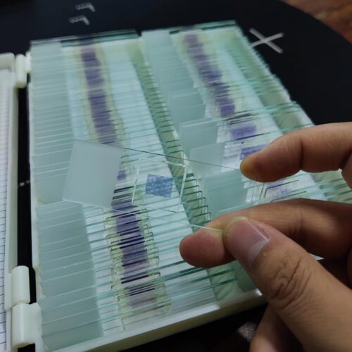 trypanosome in box