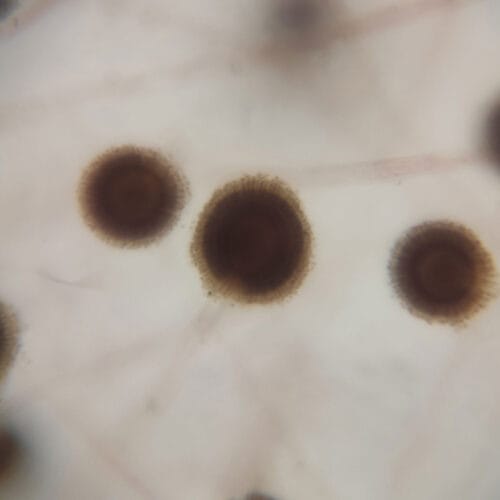 Aspergillus sp. whole mount prepared slides - Image 2