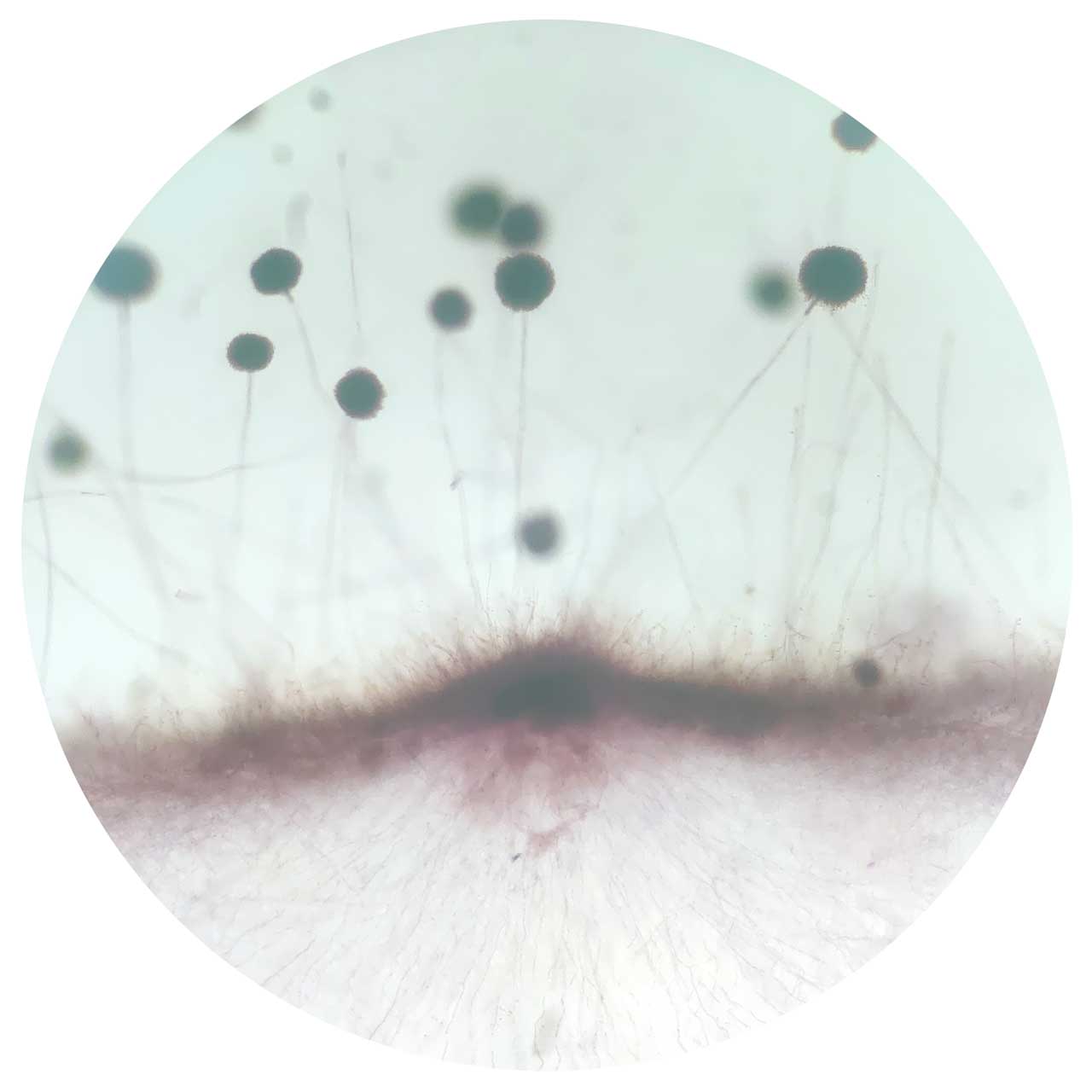 Aspergillus sp. whole mount prepared slides