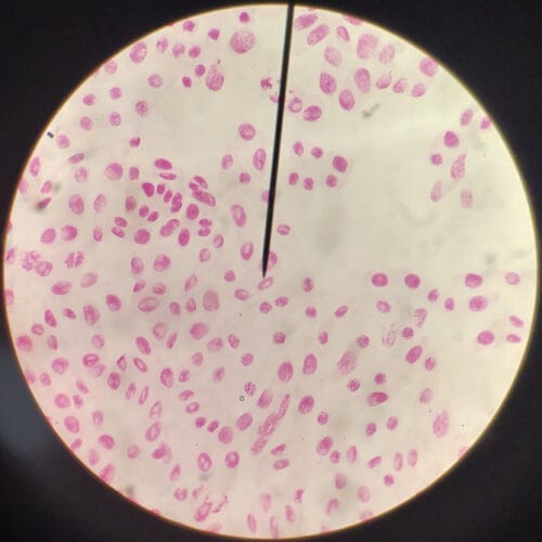 Mitosis-allium-root-tip-squash-prepared-slides