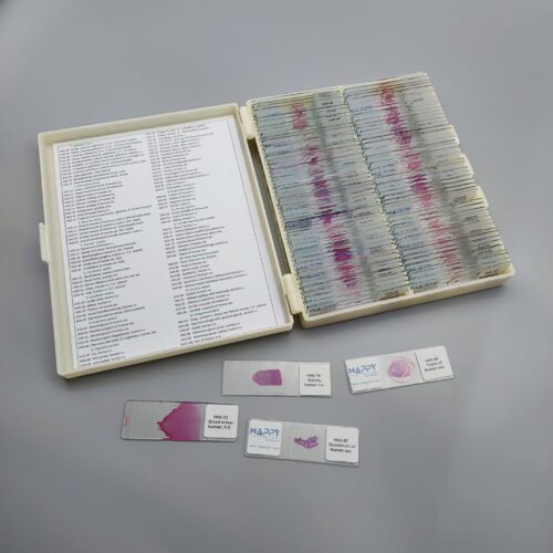 human Histology slides prepared microscope slides manufacturer