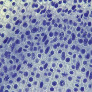 allium root tip l.s.