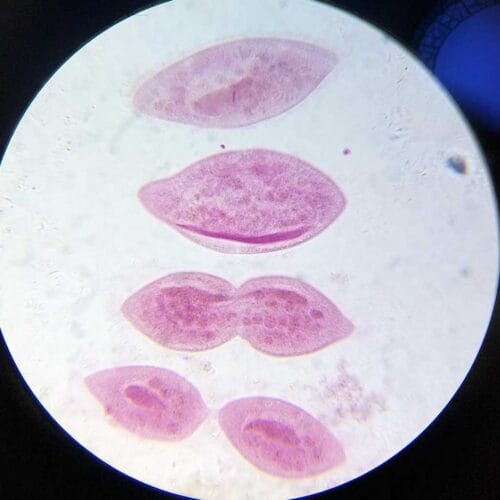 Protozoa and algae prepared slides set of 20pcs - Image 2