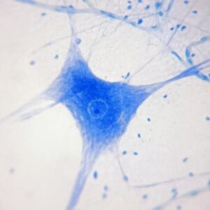 Motor nerve cells