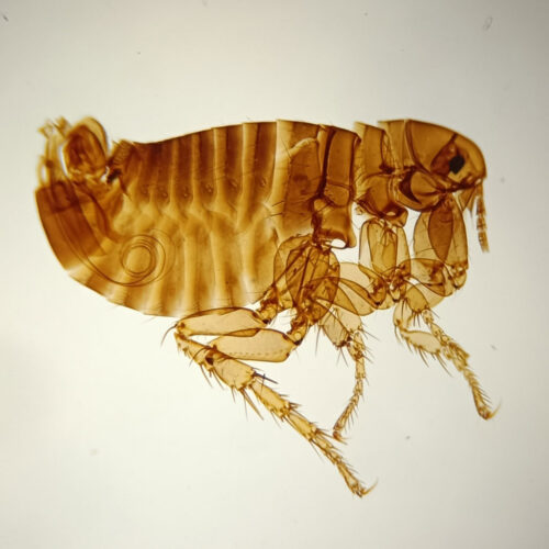 male flea whole mount prepared slides