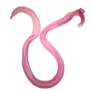 male schistosoma japonicum