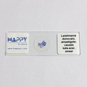 Leishmania donovani amastigote