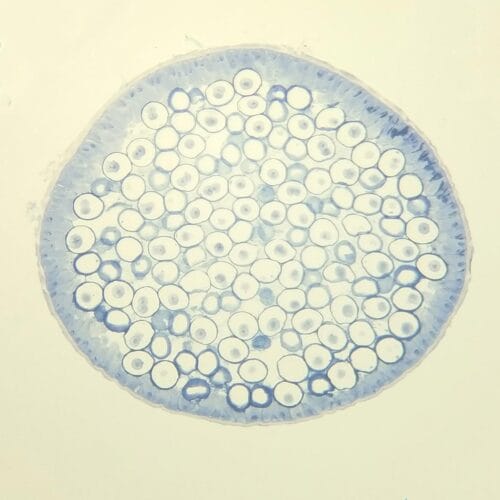 1pcs ascaris equorum uterus section prepared slides show animal mitosis all stages - Image 2