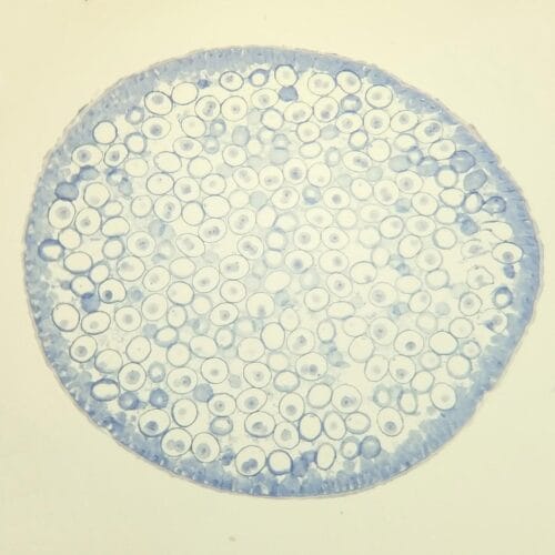1pcs ascaris equorum uterus section prepared slides show animal mitosis all stages - Image 3