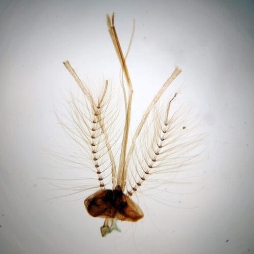 male culex mosquito mouthpart w.m.