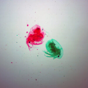 Daphnia whole mount prepared microscope slides, water flea, Factory wholesale