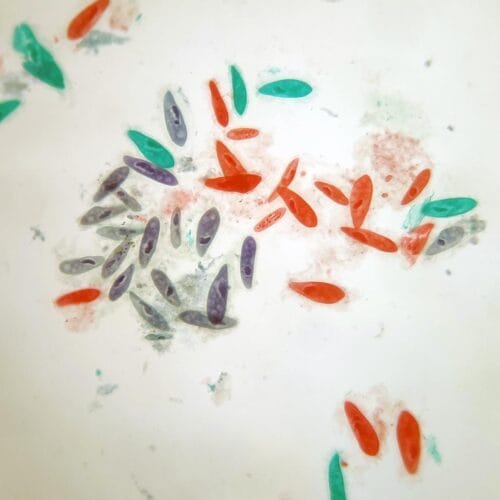 Paramecium whole mount