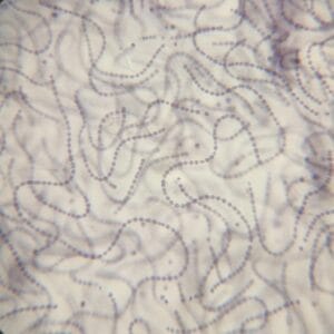 nostoc sp. prepared slide