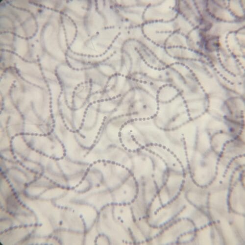 nostoc sp. prepared slide