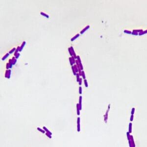 Bacillus subtilis smear