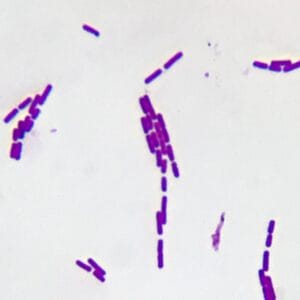 Bacillus subtilis smear