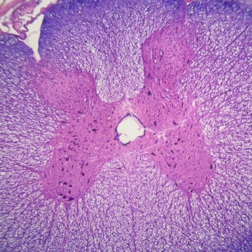 Affordable 1pcs cat spinal cord, c.s. H.E. stained, prepared microscope slides manufacturer from China - Image 2