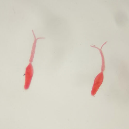 1set life cycle of schistosoma japonicum prepared microscope slides - Image 3