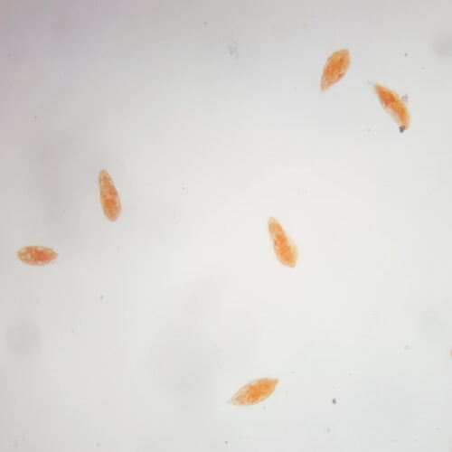 1set life cycle of schistosoma japonicum prepared microscope slides - Image 5