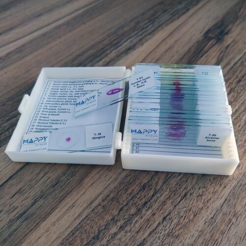 20pcs-human-oral-histology-slides