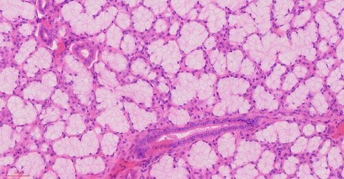 Human Parotid gland cross-section histology slides, 7 µm sec., H&E Stain