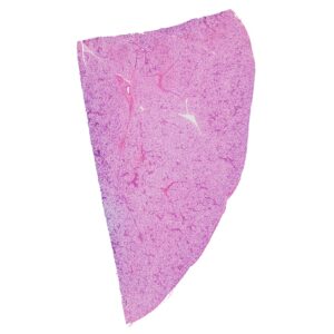 Human Parotid gland cross-section histology slides, 7 µm sec., H&E Stain, human histology slides wholesale supplier