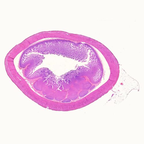 Human ileum cross-section histology slides, 7 µm sec., H&E Stain, human histology slides wholesale supplier