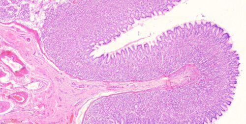 Human stomach section histology slides, 7 µm sec., H&E Stain