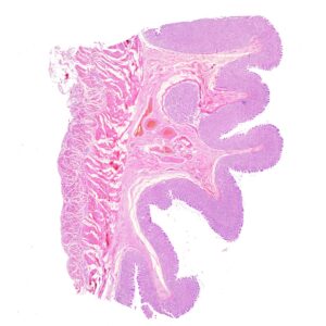 Human stomach section histology slides, 7 µm sec., H&E Stain, human histology slides wholesale supplier