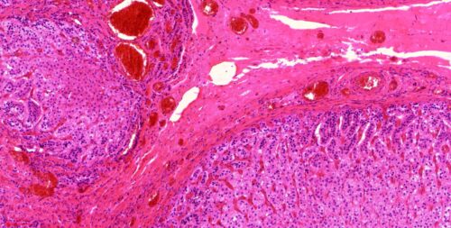 human Adrenal gland, 7 µm sec., H&E Stain