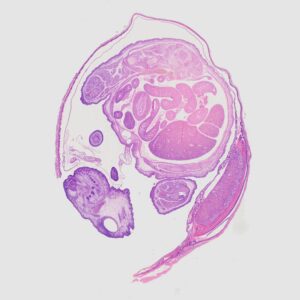 Rat embryo sagittal section prepared slides, 7 µm, H&E Stain