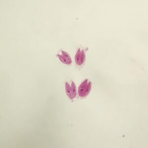 Paramecium in conjugation, nuclei stained