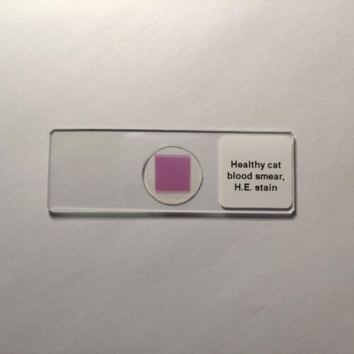 healthy cat blood smear, H.E. stain