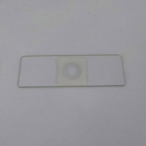 Enterobius vermicularis ova slide view