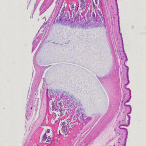 Endochondral Bone Development