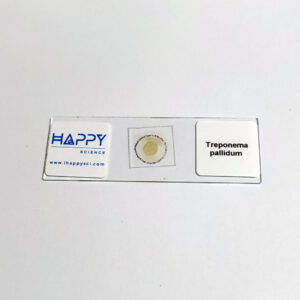 Treponema pallidum Prepared Microscope Slides