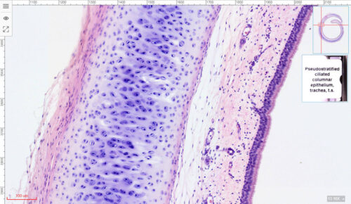 Pseudostratified ciliated columnar epithelium under microscope