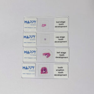Human tooth development