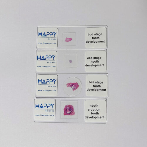 Human tooth development