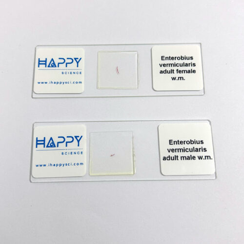 (Pinworm) Enterobius vermicularis adult, w.m., female or male, Nematoda, Human parasitology slides supplier - Image 3